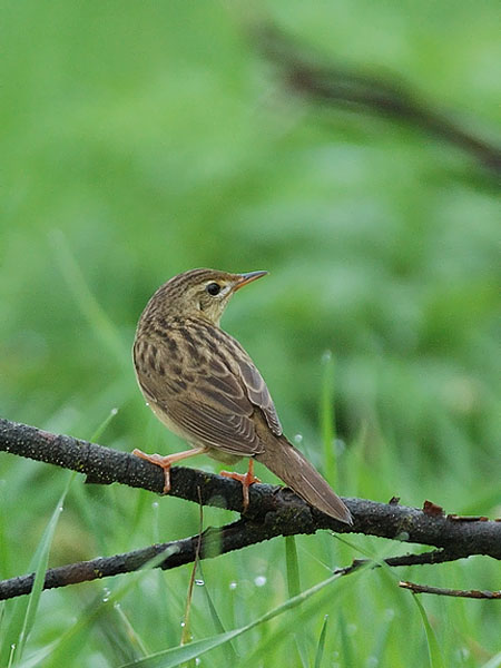 Pensassirkkalintu, Common Grasshopper Warbler, Locustella naevia